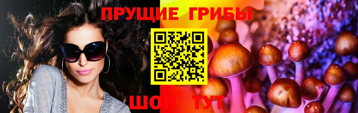 Псилоцибиновые грибы Psilocybe Красногорск